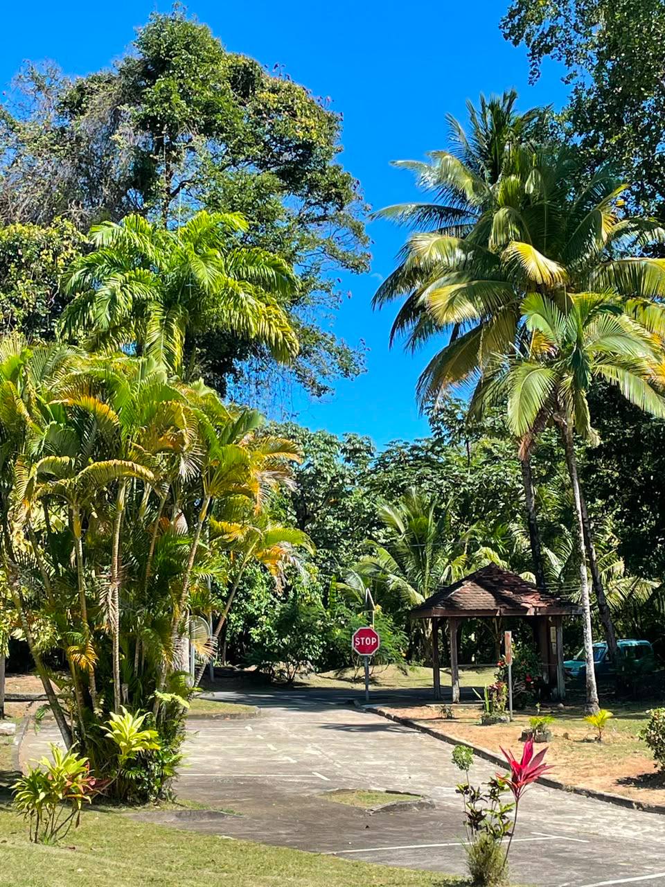 Paysage Martinique
