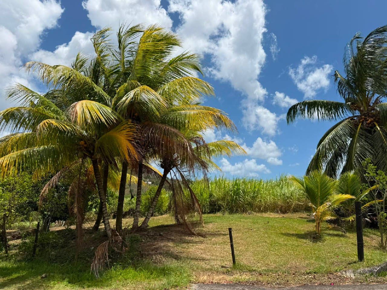 Paysage Martinique