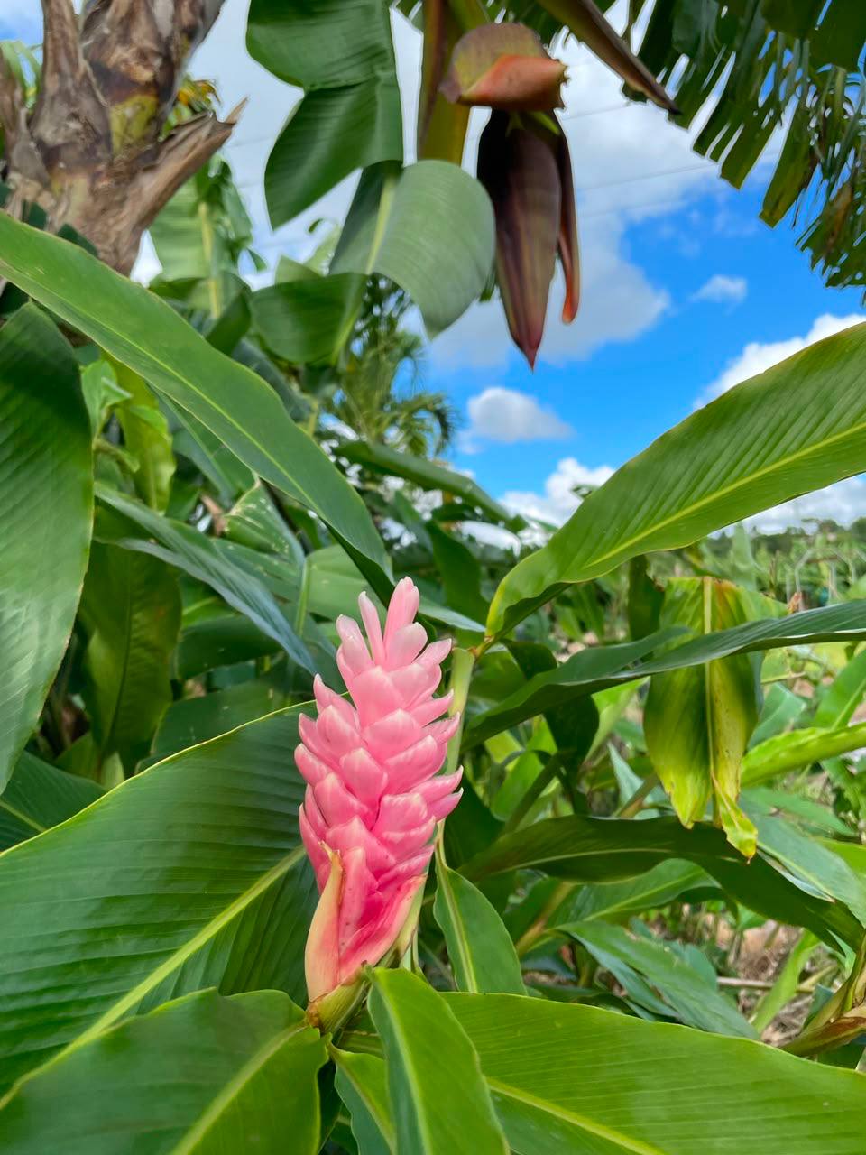 Paysage Martinique