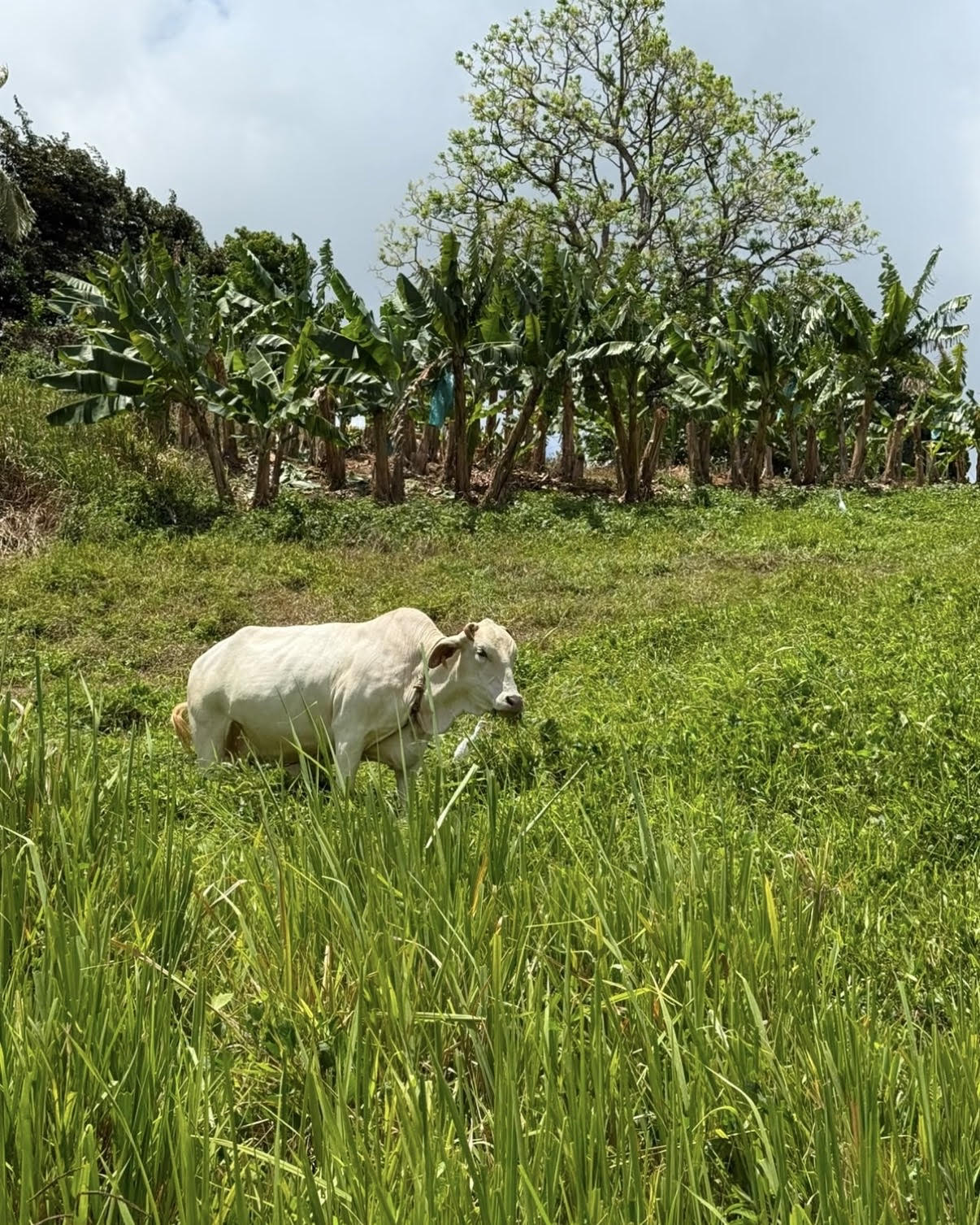Demi-journée Sud Martinique